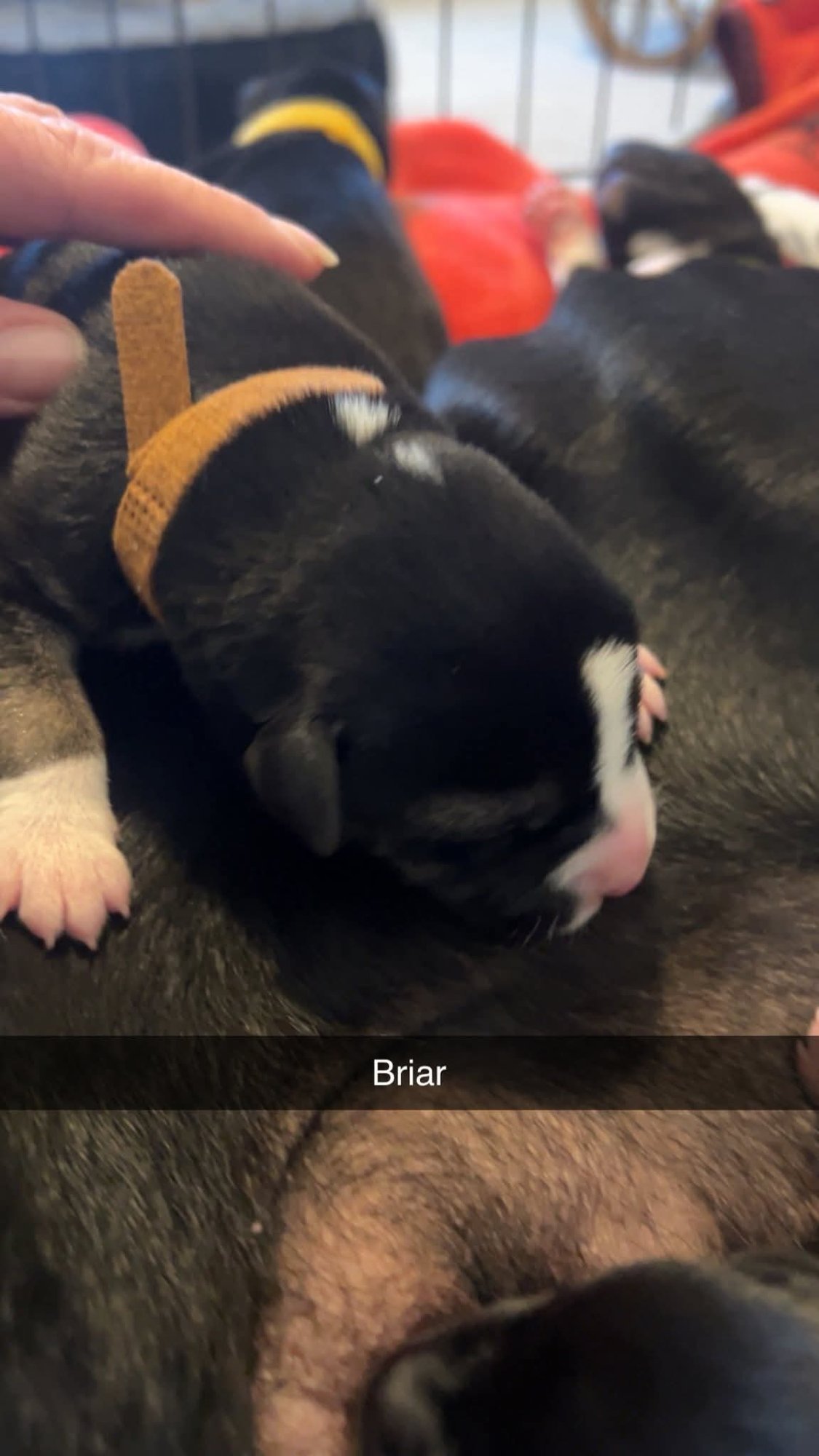 BRIAR - FLOWER POWER LITTER - American Pit Bull Terrier / Labrador Retriever available for adoption