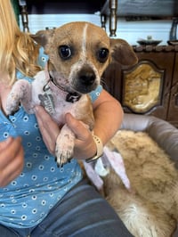 Lily the Chi - Photo 1