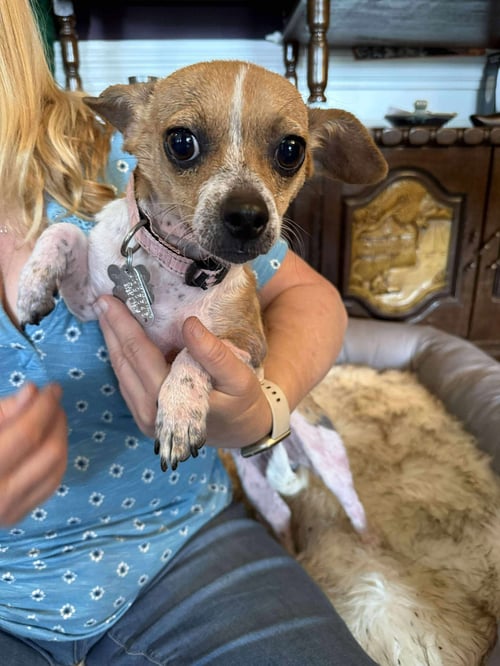 LILY THE CHI - Chihuahua / Jack Russell Terrier available for adoption