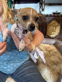 Lily the Chi - Photo 2