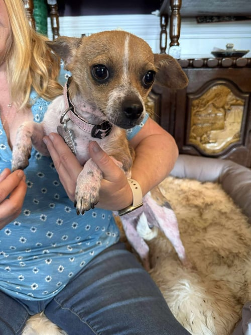 LILY THE CHI - Chihuahua / Jack Russell Terrier available for adoption
