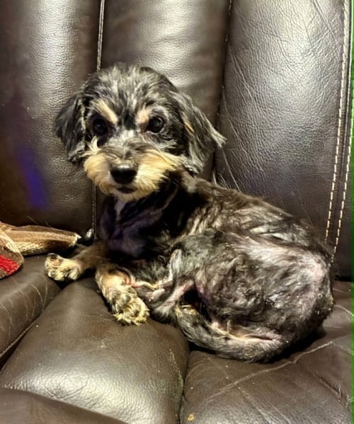 CRUSEABELL - Yorkshire Terrier Yorkie / Poodle (Miniature) available for adoption