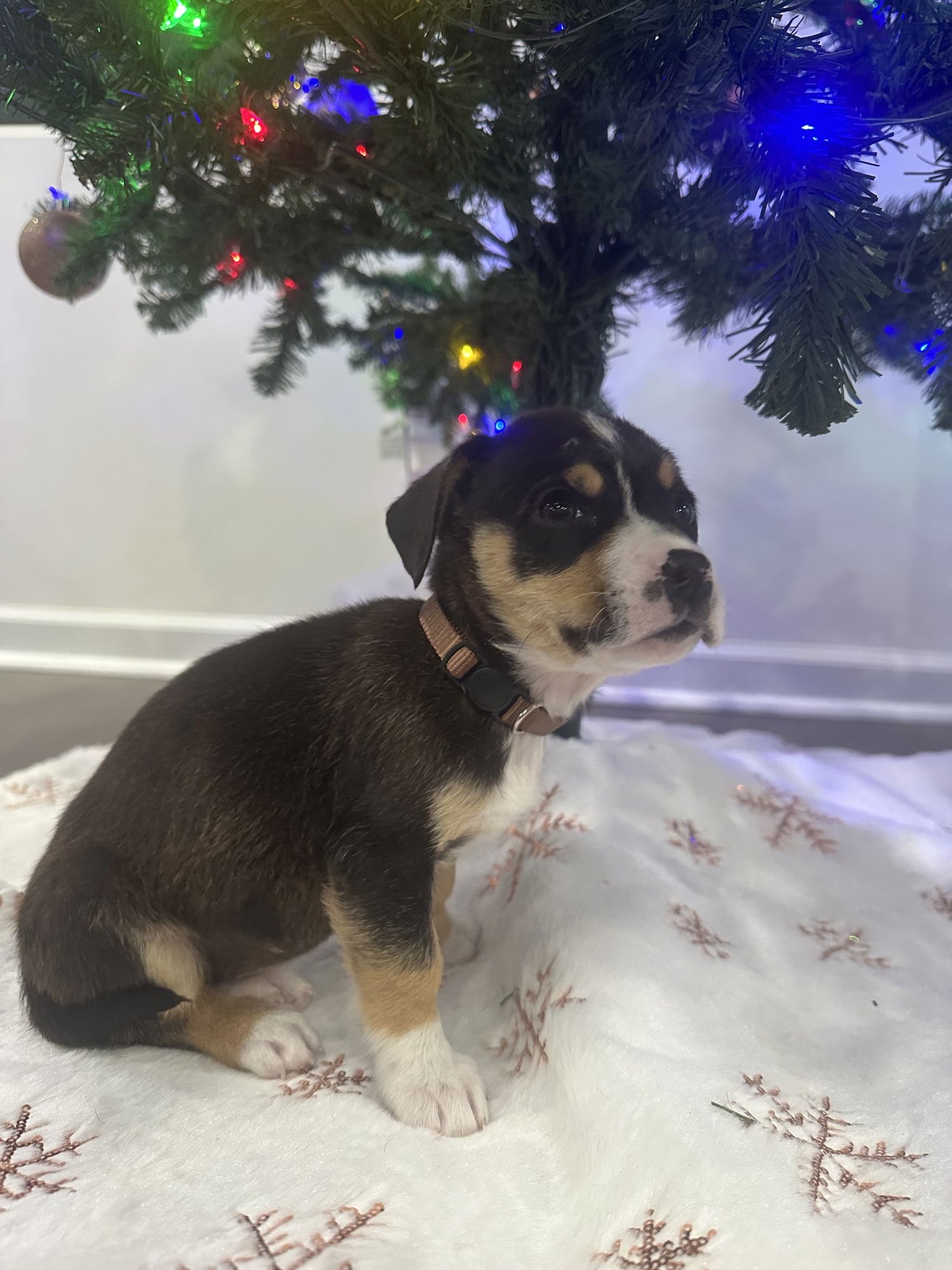 MOCHA - LATTE LITTER - Labrador Retriever / Husky available for adoption