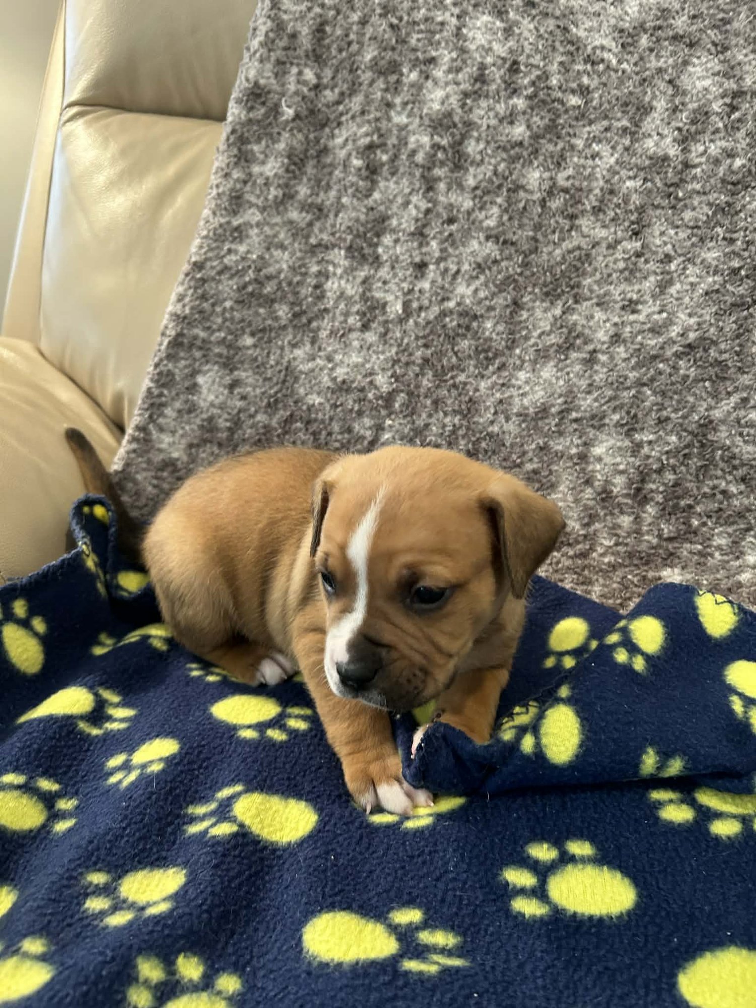HUDSON - GOLDEN HOUR LITTER - American Staffordshire Terrier available for adoption