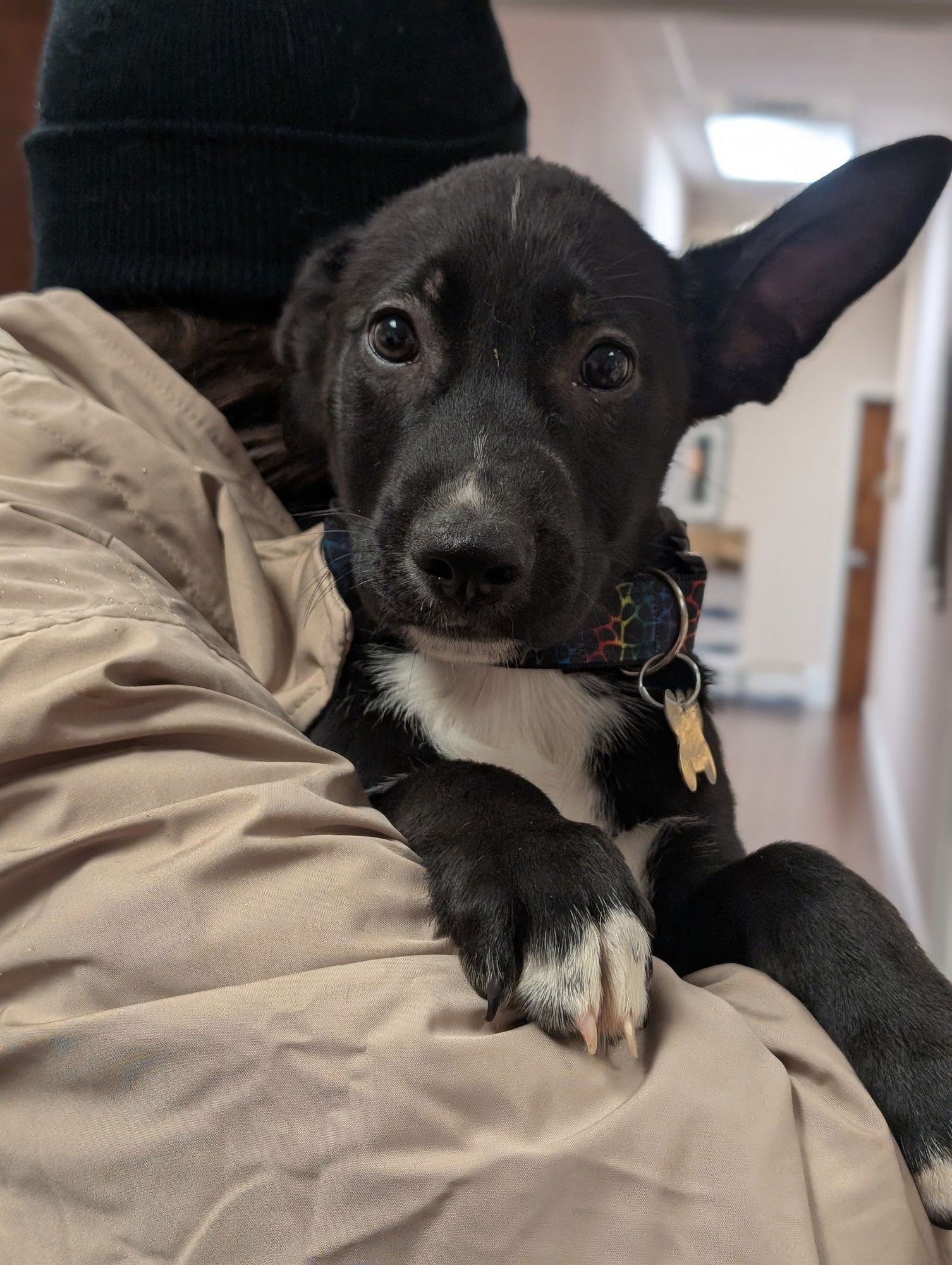 BON JOVI - Shepherd available for adoption