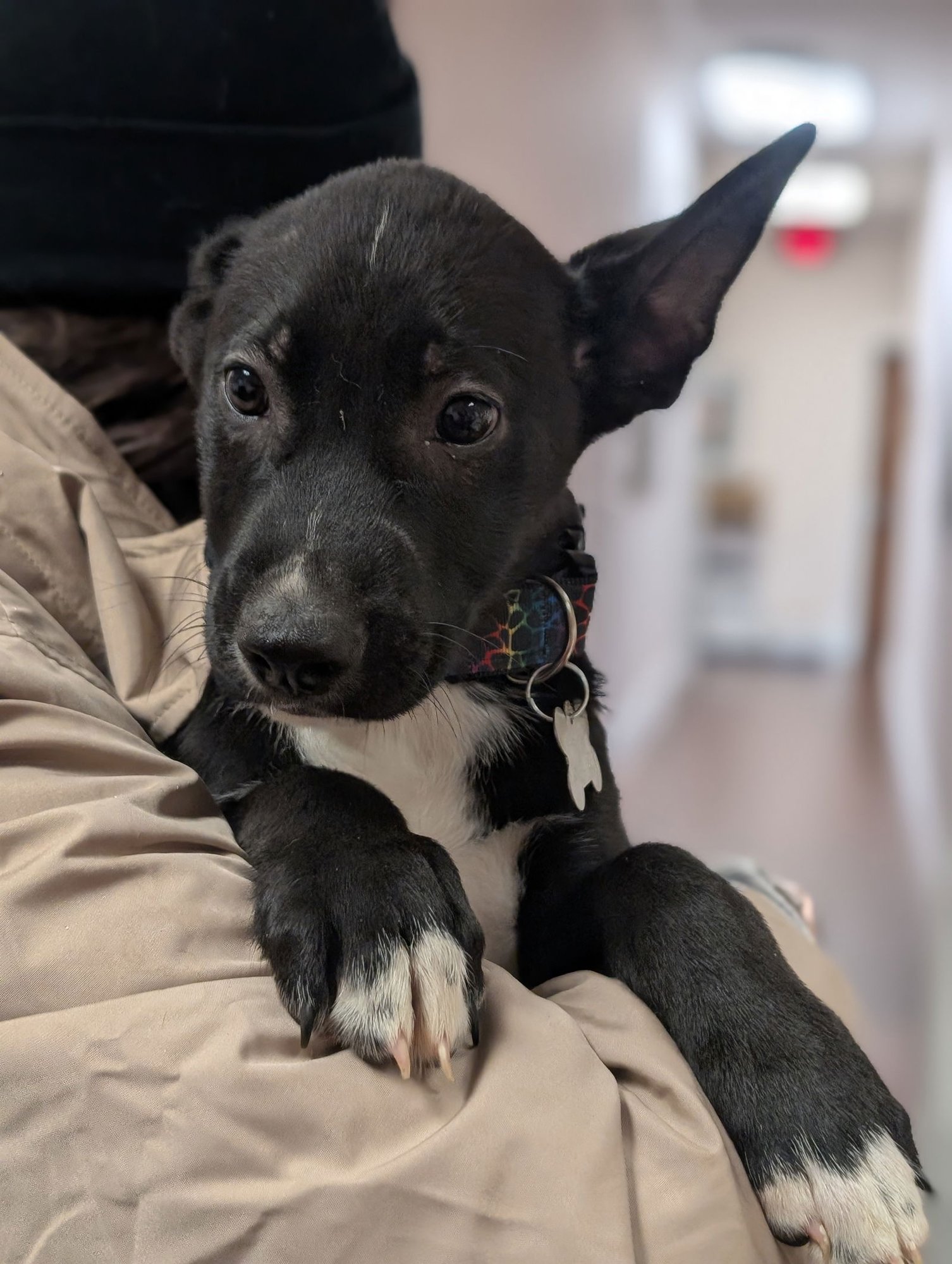 BON JOVI - Shepherd available for adoption