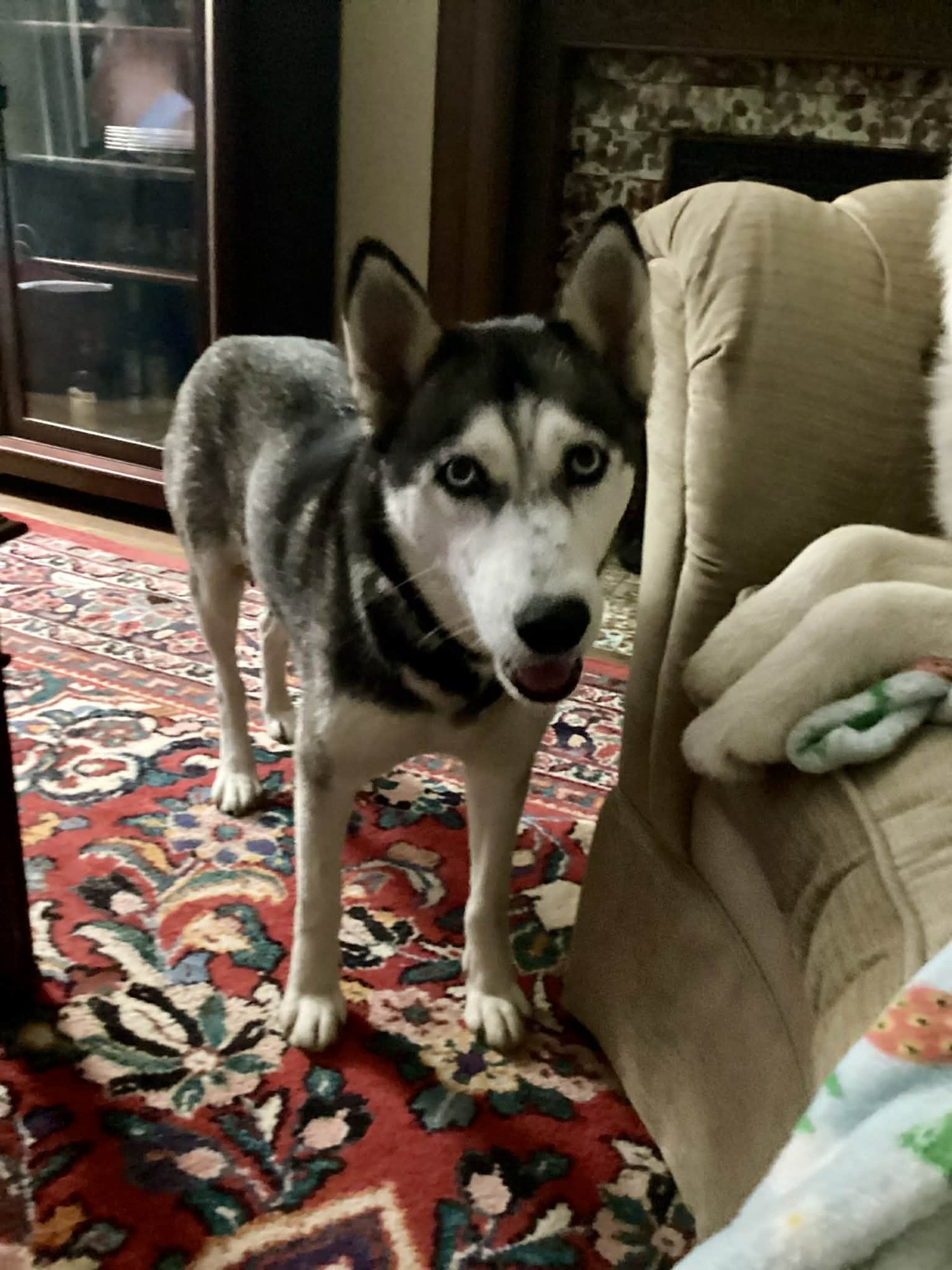 TIARA - Husky available for adoption