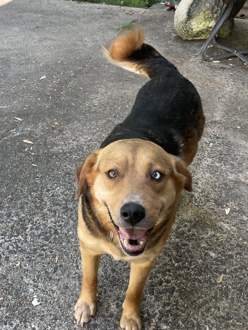 SWEETS - Shepherd / Husky available for adoption