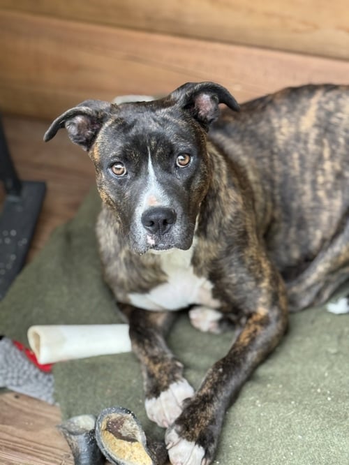 BRINNIE (COURTESY) - Boxer / Pit Bull Terrier available for adoption