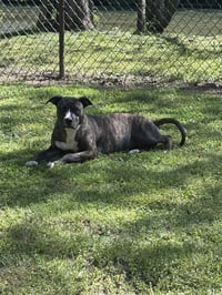 Brinnie (Courtesy) - Photo 8