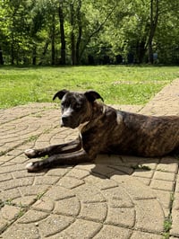 Brinnie (Courtesy) - Photo 9