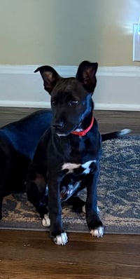 Harry (Harry Potter Litter) - Photo 2