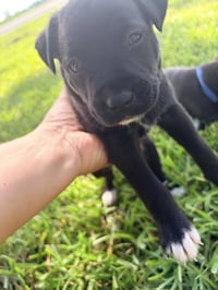 Harry (Harry Potter Litter) - Photo 3