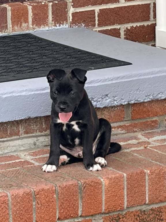 Harry (Harry Potter Litter) Image
