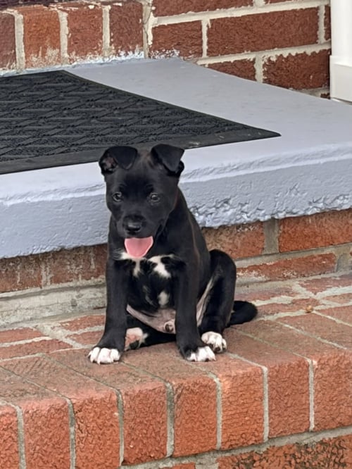 HARRY (HARRY POTTER LITTER) - Labrador Retriever / Terrier available for adoption
