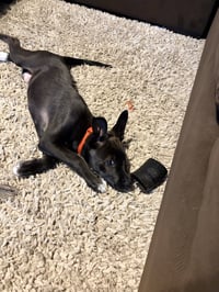 Harry (Harry Potter Litter) - Photo 9