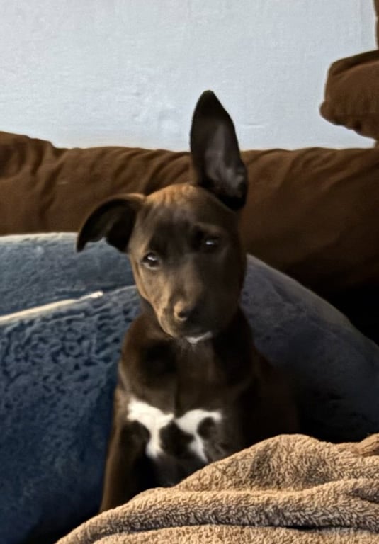 Harry (Harry Potter Litter) Image