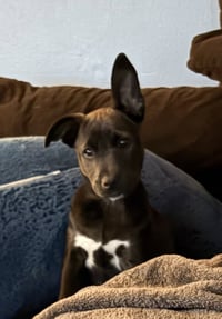 Harry (Harry Potter Litter) - Photo 1