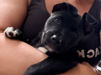 Harry (Harry Potter Litter) - Photo 5