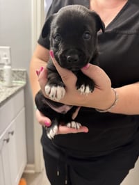 Harry (Harry Potter Litter) - Photo 4