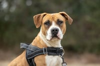 Winnie (The boxer) - Photo 6