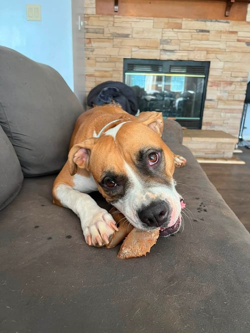 WINNIE (THE BOXER) - Boxer available for adoption