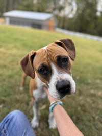 Winnie (The boxer) - Photo 1