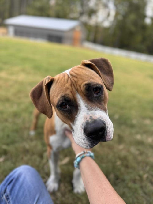 WINNIE BOXER