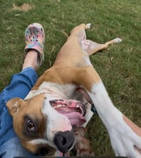 Winnie (The boxer) - Photo 11