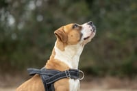 Winnie (The boxer) - Photo 9