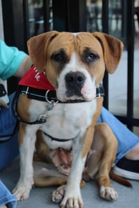 Winnie (The boxer) - Photo 12