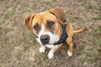 Winnie (The boxer) - Photo 8