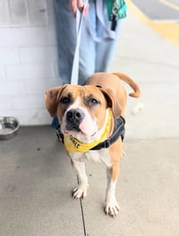 Winnie (The boxer) - Photo 3