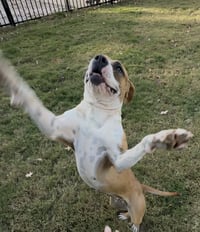 Winnie (The boxer) - Photo 10