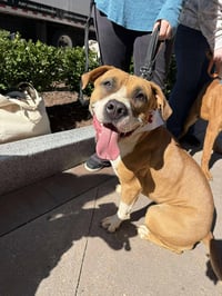 Winnie (The boxer) - Photo 4