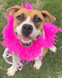 Winnie (The boxer) - Photo 5