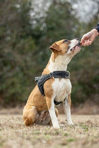 Winnie (The boxer) - Photo 7