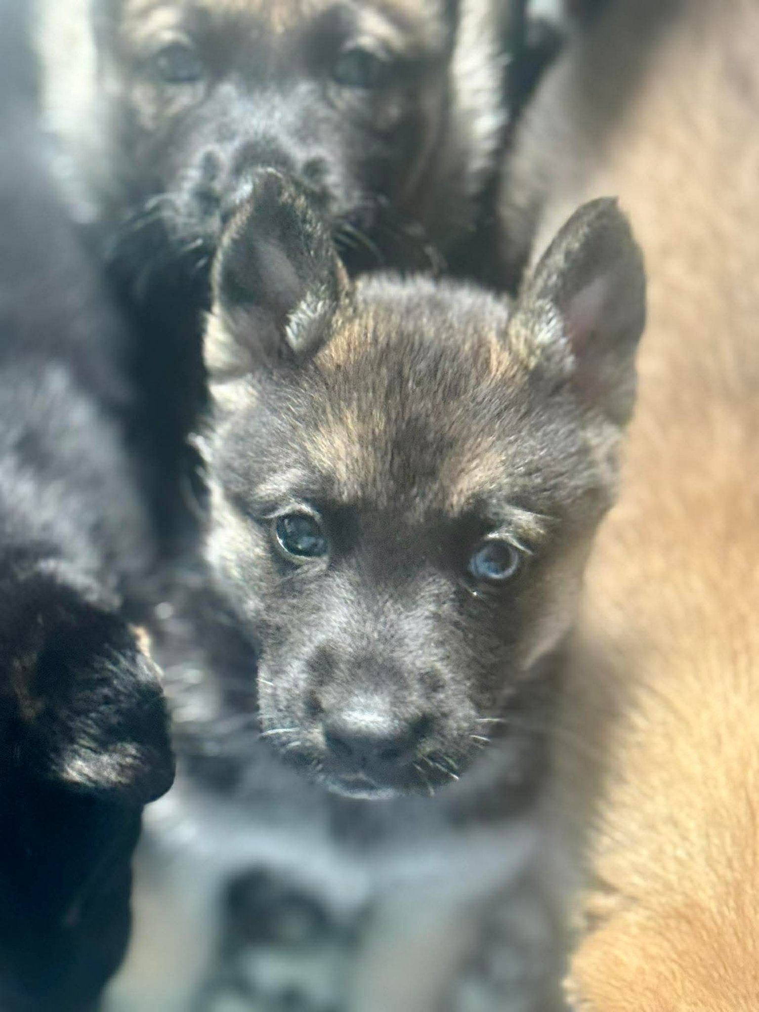 HARMONEY - Husky available for adoption