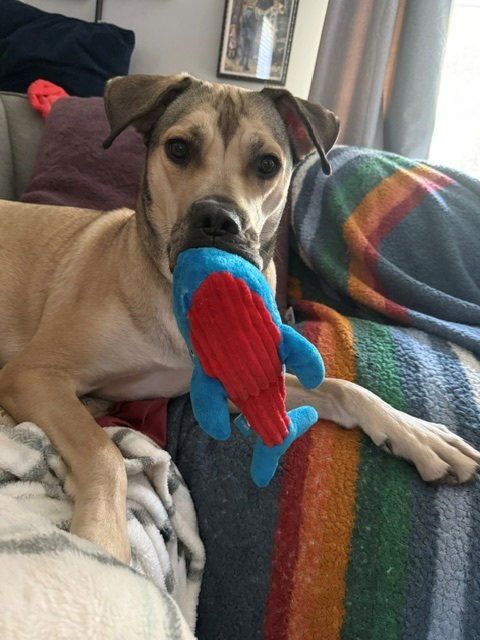 LUNA - Shepherd available for adoption