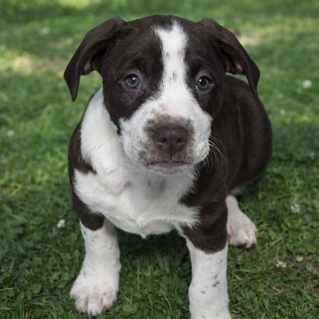 HAVEL - American Staffordshire Terrier available for adoption