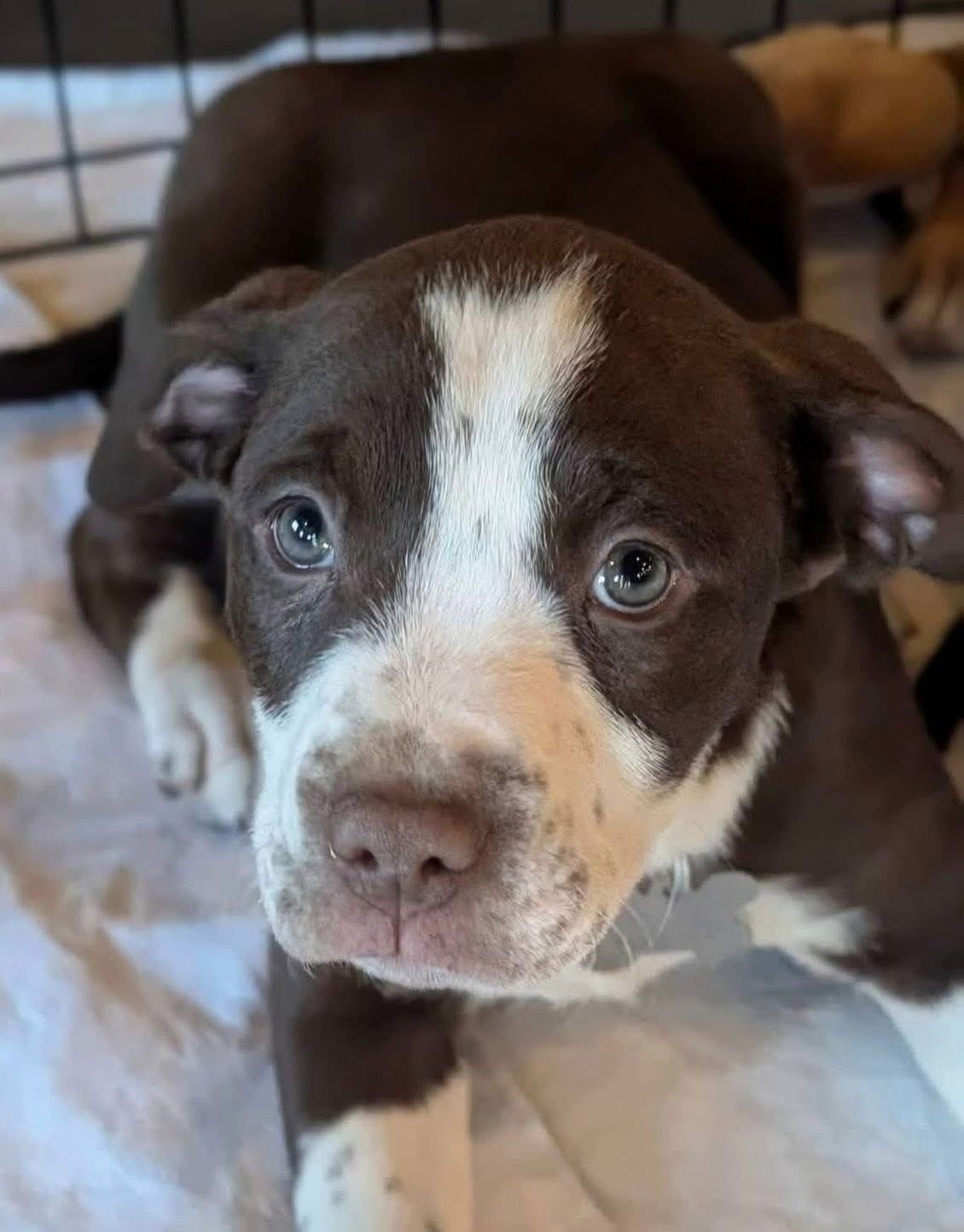 HAVEL - American Staffordshire Terrier available for adoption