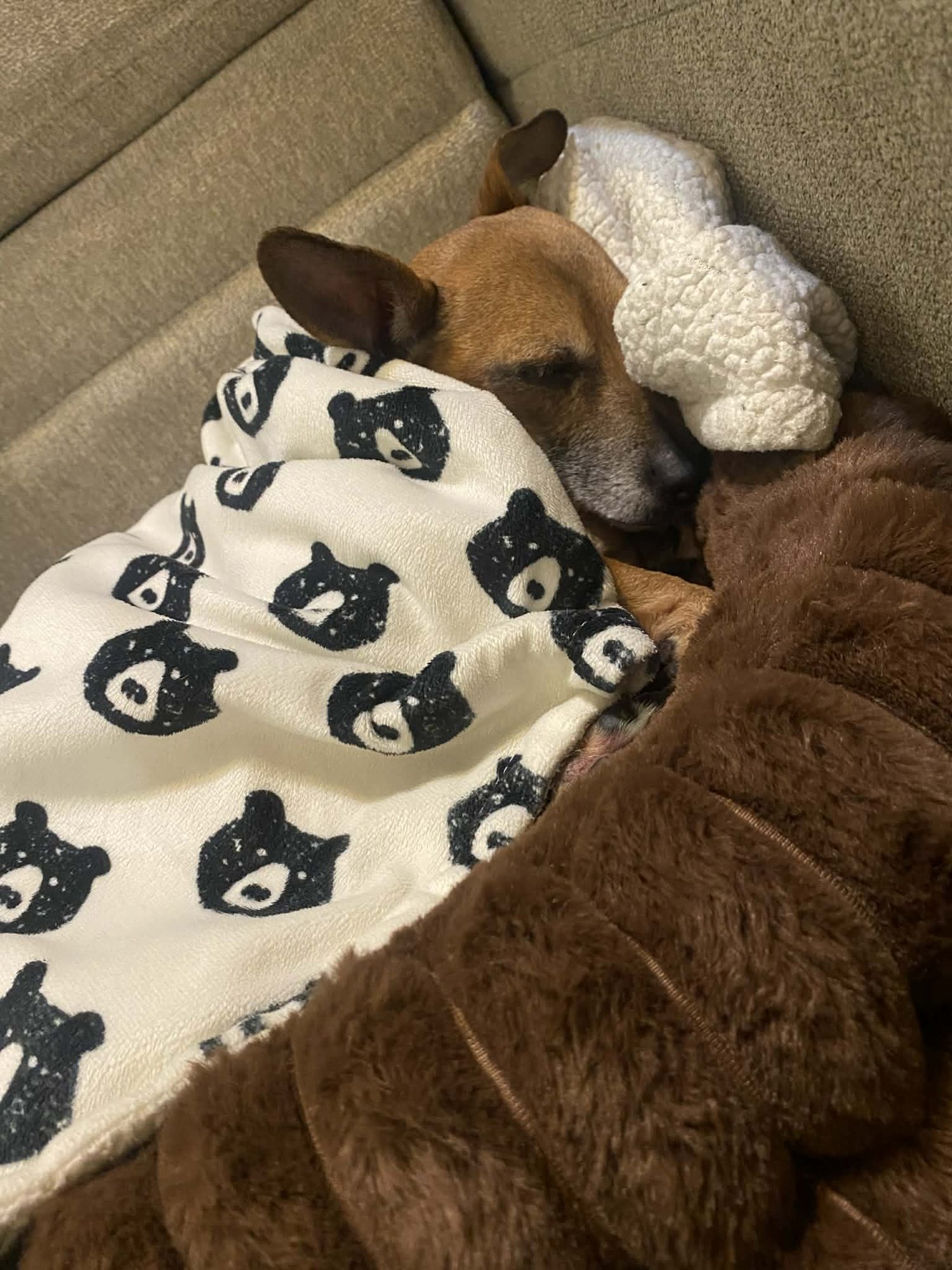 PRINCE (CHI) - Chihuahua available for adoption