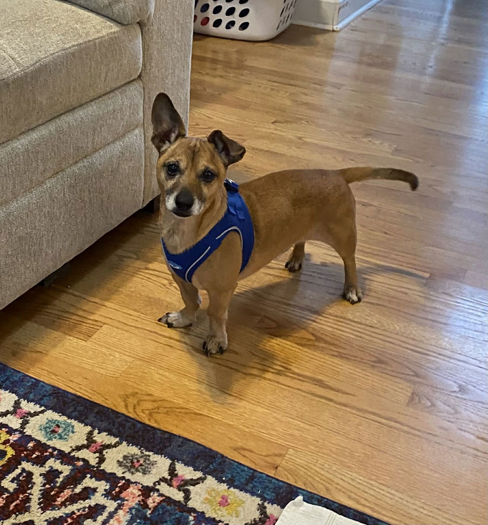 PRINCE (CHI) - Chihuahua available for adoption