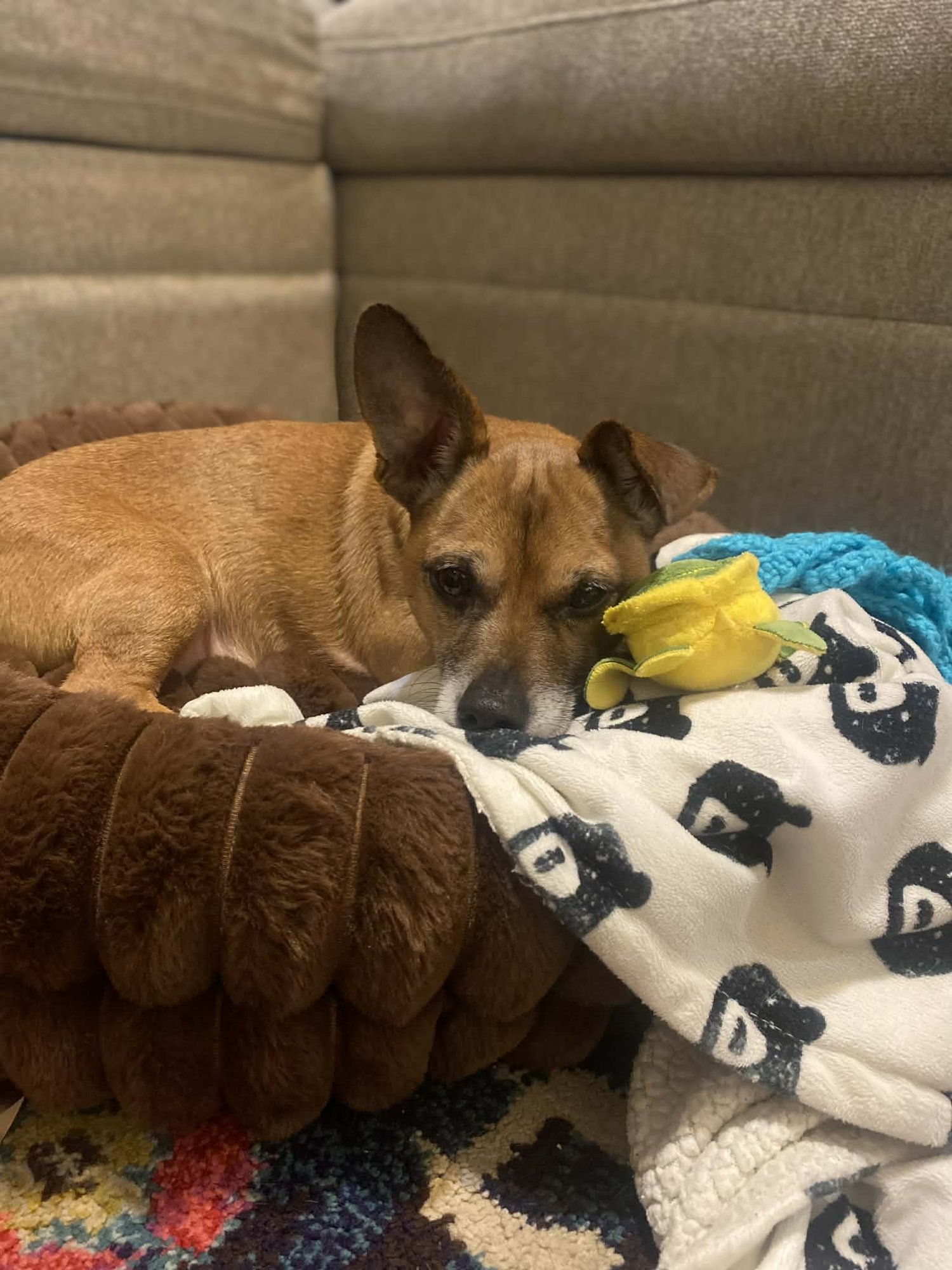 Prince (Chi) - Photo 3