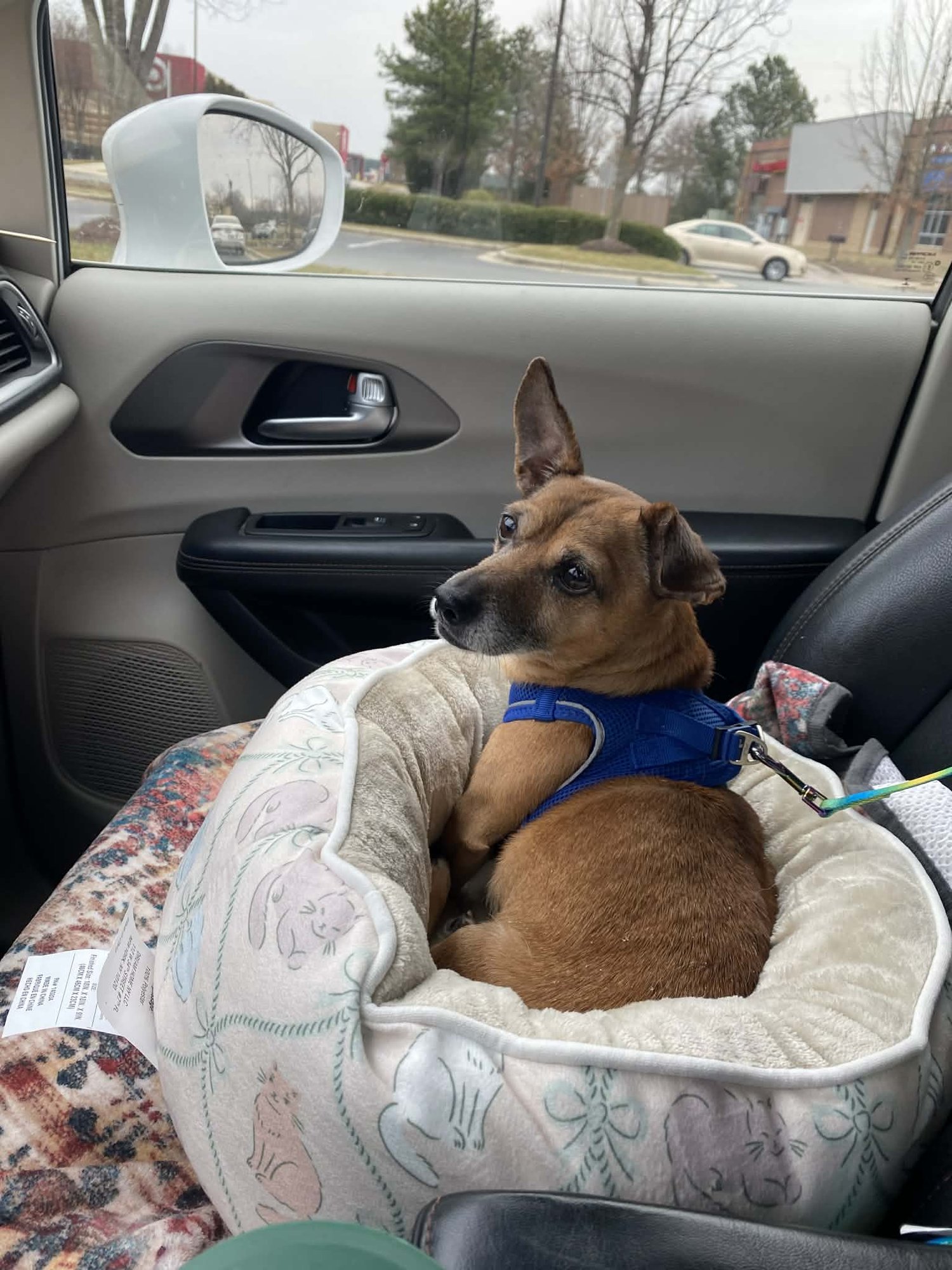 Prince (Chi) - Photo 4