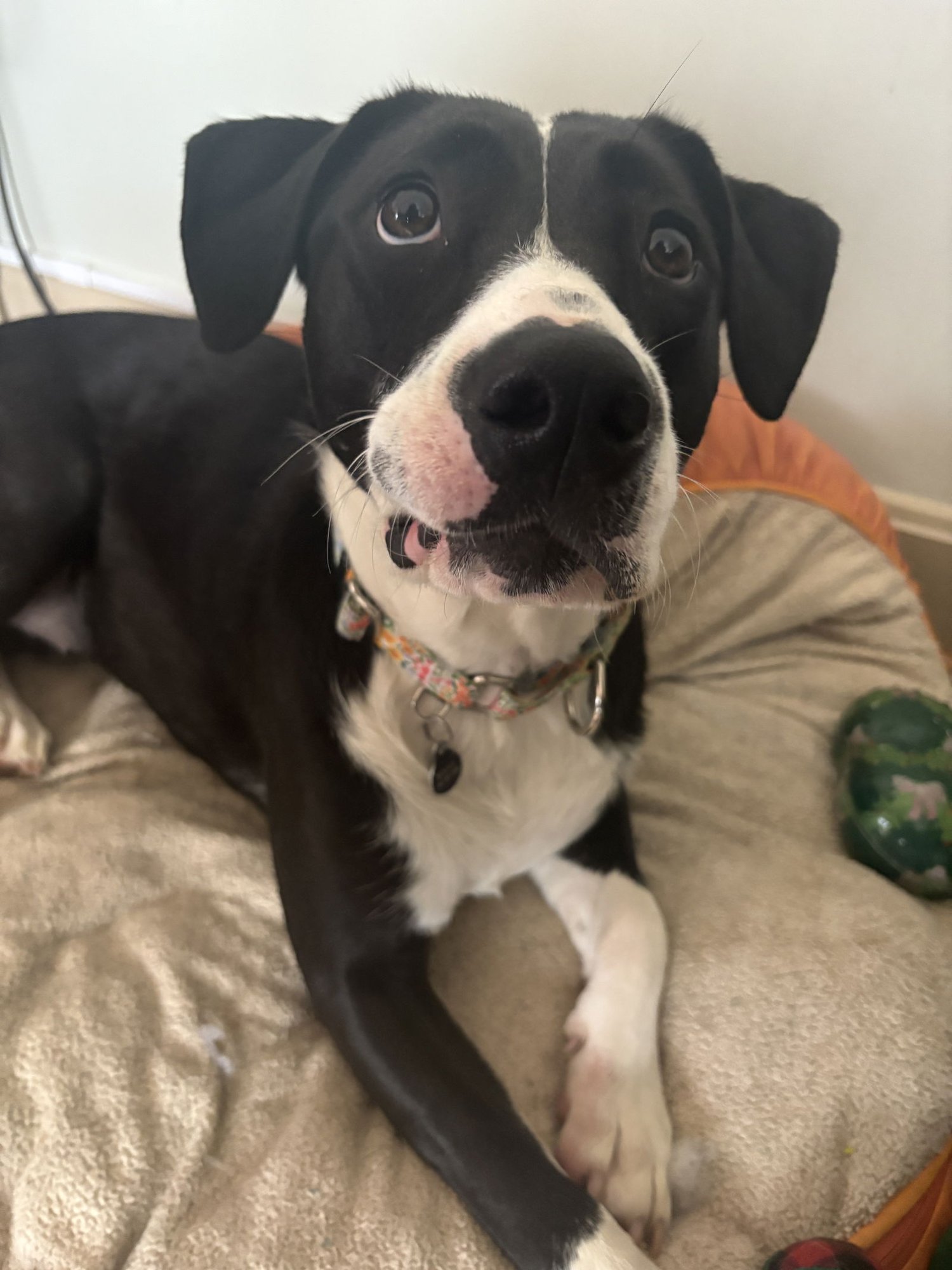 JIGGLES (COURTESY) - Labrador Retriever available for adoption