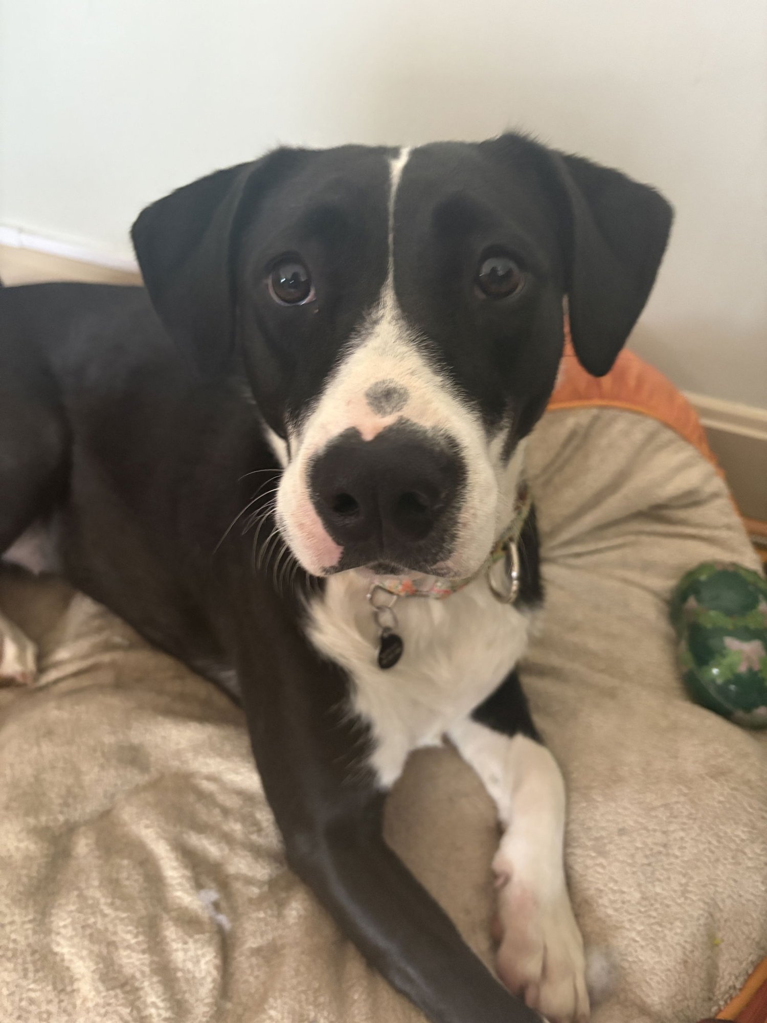 JIGGLES (COURTESY) - Labrador Retriever available for adoption