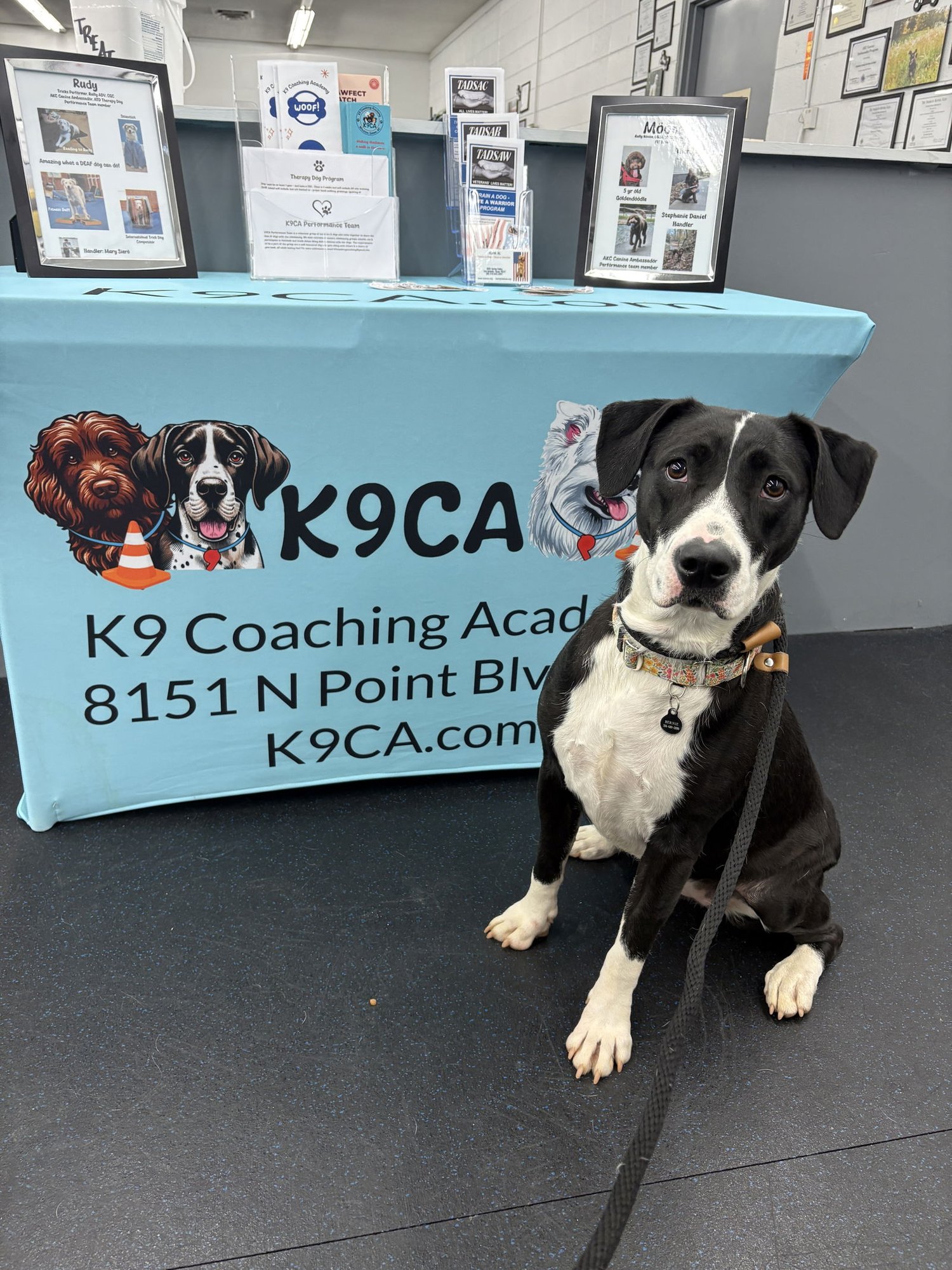 Jiggles (courtesy) - Photo 3