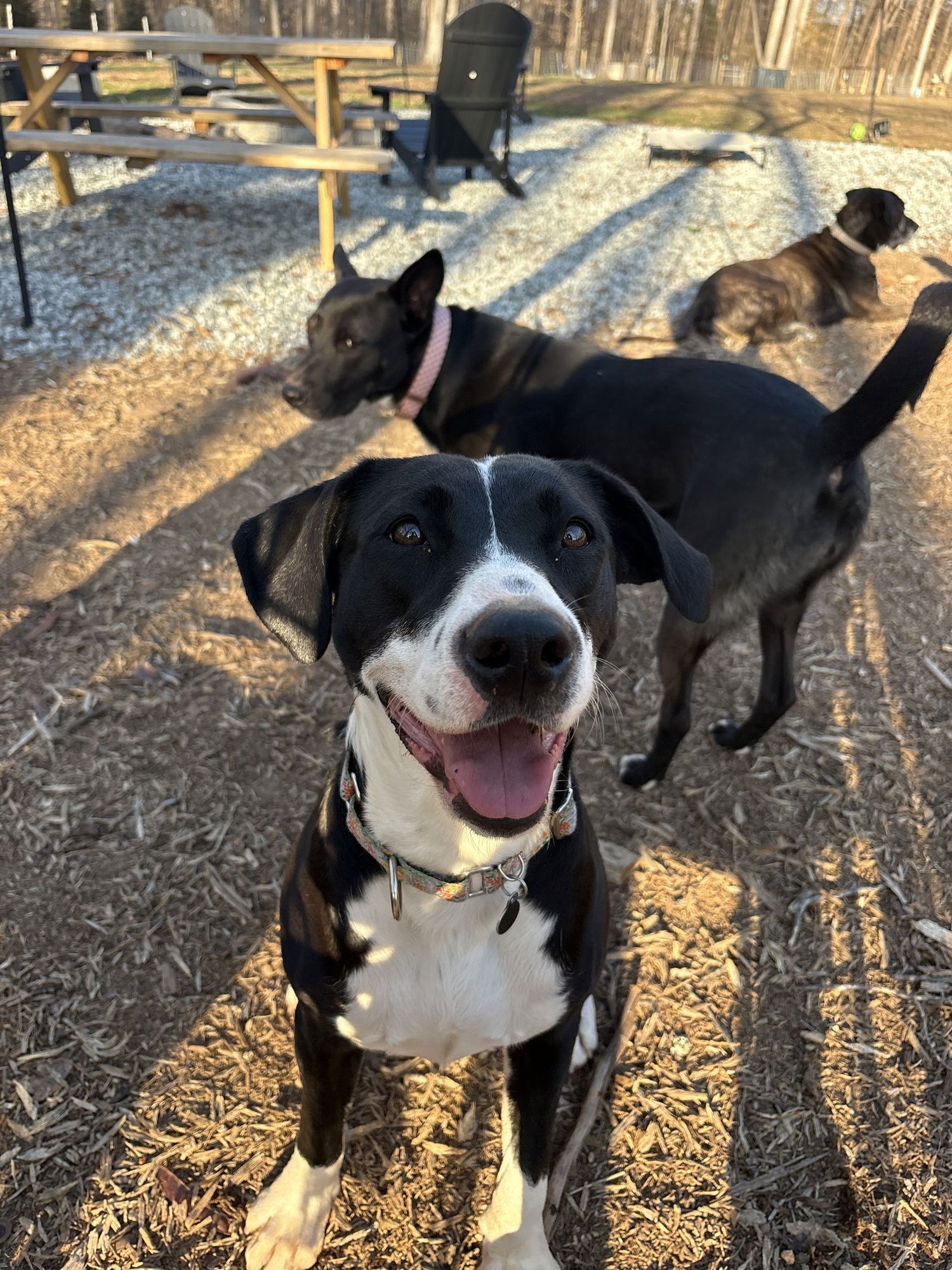 Jiggles (courtesy) - Photo 4