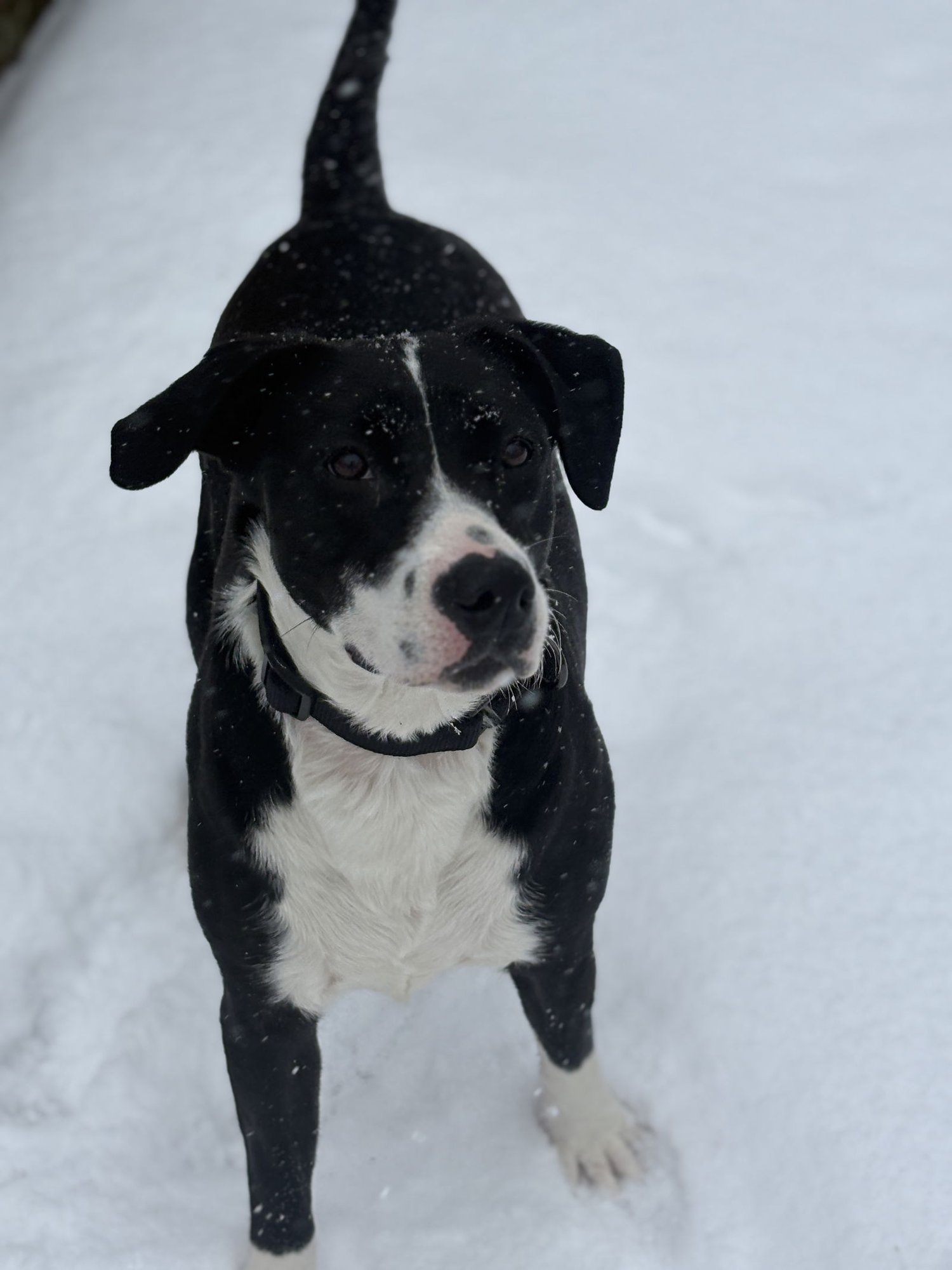 Jiggles (courtesy) - Photo 5